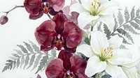 Watercolor burgundy orchids and white lilies with silver foliage on transparent background for wedding invitations, greeting cards and floral design projects.