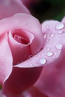 Delicate pink rose petals with morning dew drops creating natural sparkle and freshness, macro photography shows intricate details of flower in soft light.