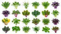 Variety of fresh microgreens and sprouts isolated on white, showcasing diverse colors and textures for healthy eating and nutrition concepts.