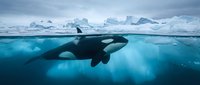 Orca whale swimming in crystal clear Arctic waters with icebergs and glacial landscape above surface, split underwater view showcasing marine wildlife habitat.