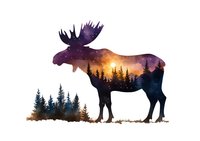 Majestic moose silhouette filled with starry night sky and forest landscape, double exposure effect creates dreamy wilderness scene against white background.