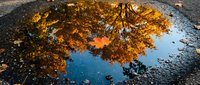 Autumn tree reflected in puddle on wet pavement, golden foliage mirrored in water for seasonal and nature themes.