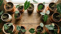 Indoor plant collection with various green houseplants in terracotta pots arranged on wooden surface for home gardening and botanical decoration.