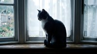 Black and white cat sitting on windowsill looking outside through open window frame with natural daylight streaming in creating peaceful indoor scene.