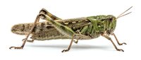Grasshopper with brown and green coloring isolated on white background, suitable for educational materials, nature illustrations, wildlife design projects, and scientific documentation.