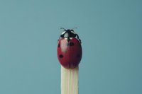 Bright red ladybug perched on top of a wooden match against a soft blue background, a creative nature concept.