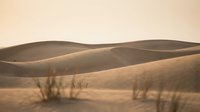 Vast desert landscape with rolling sand dunes and sparse vegetation under warm golden light, suitable for travel and nature backgrounds.