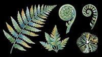 Watercolor fern leaves and fronds set isolated on transparent background, ready for t-shirt design, stickers, clipart, sublimation, and print on demand projects.