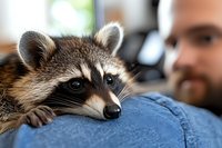 Young raccoon resting on person wearing denim, close up portrait showing facial features and fur texture, selective focus on animal with blurred background.