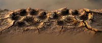 Cracked dry earth surface with deep fissures in golden sunlight. Drought conditions showing parched soil texture for environmental and climate change concepts.