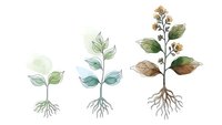 Watercolor plant growth stages from seedling to mature flowering plant with roots isolated on white background for botanical education and design.
