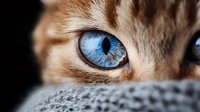 Close-up macro shot of ginger cat with intense bright blue eyes and dilated pupils against dark background, showing detailed fur texture and mesmerizing gaze.