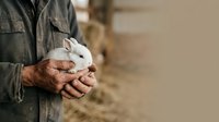 White rabbit held in hands of farmer wearing denim shirt. Suitable for agriculture, farming, pet care, and animal husbandry content.