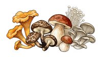 Assorted edible mushrooms including chanterelles, porcini, and button varieties isolated on white background, suitable for culinary, recipe, and food design projects.