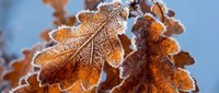 Frost-covered oak leaves with intricate ice crystals creating delicate white edges on golden brown autumn foliage against soft blue winter sky.