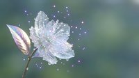 Delicate white flower with dewdrops and magical sparkles on soft blurred natural background for wellness and nature design projects.