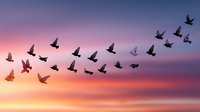 Flock of birds flying in V formation against dramatic sunset sky with purple pink orange clouds creating peaceful migration scene.