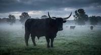Highland cattle grazing in misty meadow at dawn with dramatic stormy sky and moody atmospheric lighting creating pastoral farming landscape scene.