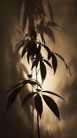 Dramatic silhouette of tropical plant leaves against soft backlight creating moody shadows and ethereal atmosphere. Artistic nature photography for wall decor.