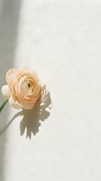 Delicate peach ranunculus flower casting soft shadow on white wall in natural sunlight creating minimalist aesthetic for spring decor and wedding design.