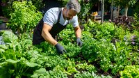 Mature Caucasian male gardener in apron tending to organic vegetable garden, picking fresh herbs and greens among lush green plants in backyard setting.