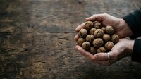 Farmer's hands holding freshly harvested walnuts in shell over rustic wooden surface, showcasing organic nuts for food, agriculture, and harvest themes.