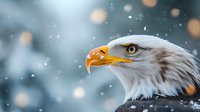 Majestic bald eagle profile with white head and yellow beak against blurred winter background with falling snow and bokeh lights.