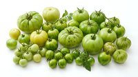 Fresh green tomatoes collection with various sizes from cherry to beefsteak varieties isolated on white background for culinary and gardening projects.