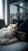 White fluffy cat resting on gray upholstered chair by window with dark frame and plants visible outside, domestic pet relaxation scene for home decor and lifestyle content.