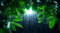 Sunlight streaming through lush green leaves during tropical rain shower creates magical natural atmosphere with water drops falling in forest canopy.