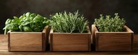 Fresh aromatic herbs growing in wooden boxes on rustic table, including basil, rosemary and thyme plants with green leaves against dark background.