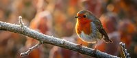 Small robin bird with orange red breast perched on frost covered branch in autumn forest with warm bokeh background for nature wildlife photography.
