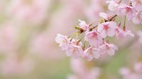 Delicate pink cherry blossoms in soft focus with dreamy bokeh background, spring flowering branch with tender petals for nature and seasonal designs.