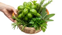 Hand holding wicker basket filled with fresh green herbs including basil, rosemary, parsley and sage isolated on white background for cooking and culinary use.