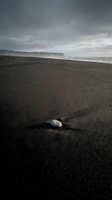 Solitary seashell resting on dark volcanic sand beach with dramatic cloudy sky, distant cliffs, and ocean waves. Moody coastal landscape for travel, nature, and environmental design projects.
