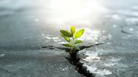 Small green plant seedling growing through crack in asphalt pavement symbolizing resilience, hope and nature's power to overcome urban challenges.