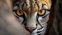 Wild ocelot close-up portrait showing striking amber eyes and distinctive spotted fur pattern. Wildlife photography capturing natural beauty and predator intensity.