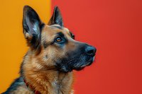 German Shepherd dog with bright blue eyes and alert expression against vibrant orange and red background, wearing red collar. Close up portrait showing loyalty and nobility.