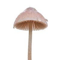 Delicate pale mushroom with thin stem isolated on white background, suitable for botanical illustrations, educational materials, and design projects.