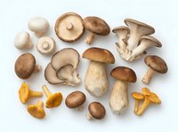 Assorted fresh and dried mushrooms including button, oyster, and chanterelle varieties arranged on white background, suitable for culinary, food styling, and recipe illustration projects.