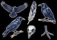 Dark blue crow and raven illustrations isolated on transparent background, ready for t-shirt design, clipart, stickers, sublimation and print-on-demand projects.