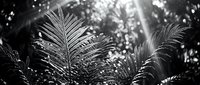 Tropical palm fronds with sunlight filtering through leaves in monochrome, suitable for nature backgrounds and botanical design projects.