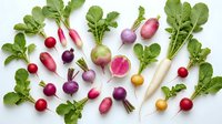 Fresh colorful radishes with green leaves arranged on white background. Organic root vegetables for healthy cooking and farm-to-table cuisine concepts.