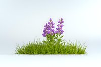 Purple lupine flowers growing in green grass patch on white background, isolated botanical element for creative design and nature compositions.