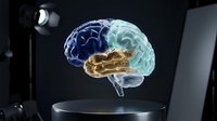 Holographic brain model with blue frontal lobe, golden brainstem, and cyan cerebellum displayed on reflective platform under studio lighting for medical education and neuroscience presentations.