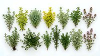Fresh culinary herbs collection arranged in rows on white background, featuring thyme, oregano, rosemary and other aromatic cooking spices for recipes.