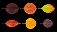 Autumn leaves collection in various colors isolated on transparent background, ready for clipart, t-shirt design, stickers, print-on-demand products and sublimation projects.
