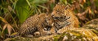 Two jaguars resting on moss-covered log in tropical rainforest. Adult and juvenile big cats with distinctive spotted coats in natural wildlife habitat.