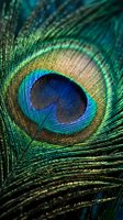 Vibrant peacock feather eye with iridescent blue, green and gold colors showing intricate natural patterns and textures for luxury design projects.