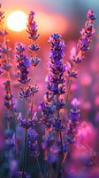 Purple lavender flowers against sunset sky with soft bokeh background, glowing sun creates dreamy atmosphere in garden during golden hour.